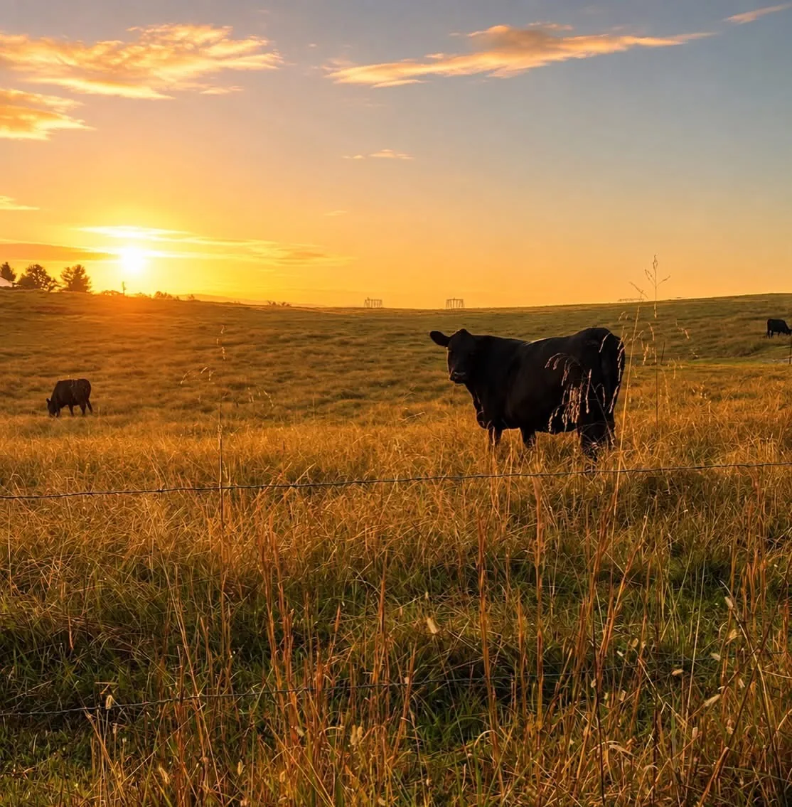 A black cow standing in a golden pasture at sunset