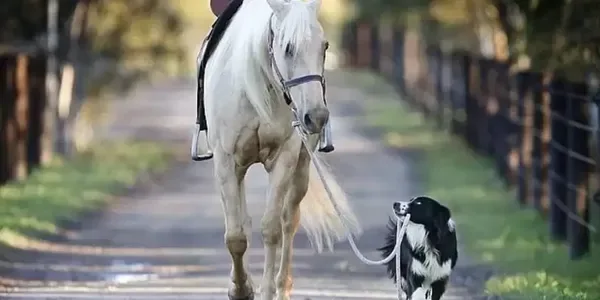 A palomino horse walking down a farm lane beside a border collie